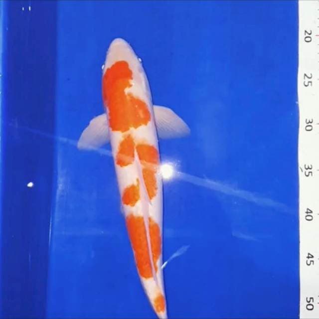 Kohaku 35bu