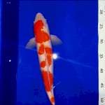 Kohaku 35bu