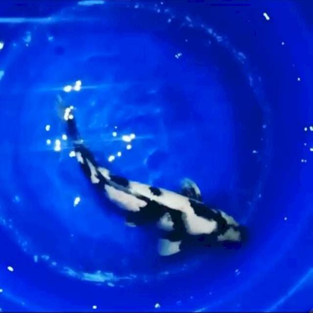 paus orca 50bu male (f1 bloodline omosako)