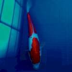 Kohaku doitsu 25 cm