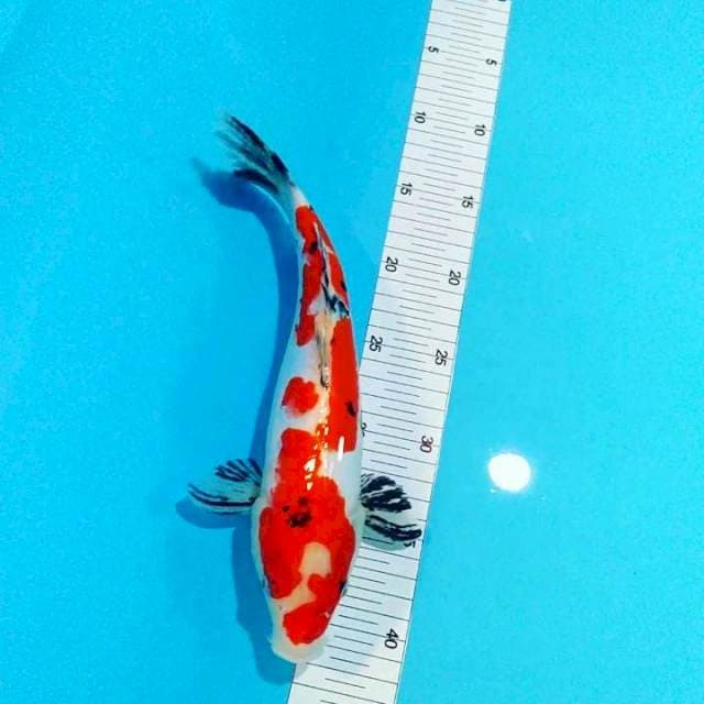 Doit antik 29cm