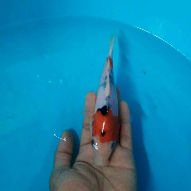 Showa tategoi 19 cm