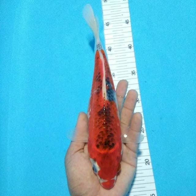 Ghosiki 29cm