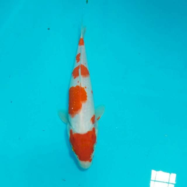 Kohaku prospek 23cm