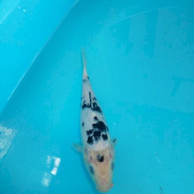 Bekko 23 cm