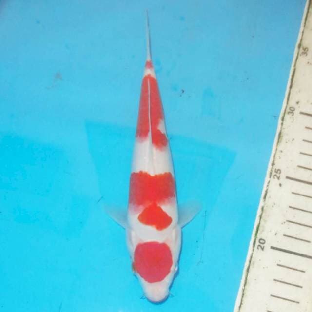 23cm KOHAKU josss
