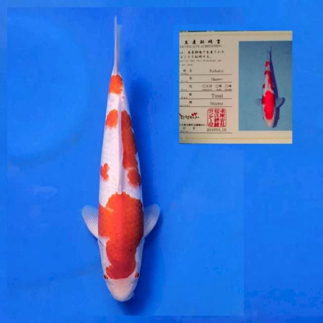 Matsue Kohaku 39cm
