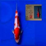 Matsue Kohaku 39cm