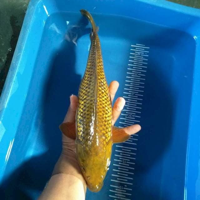 Chagoi 36cm fm