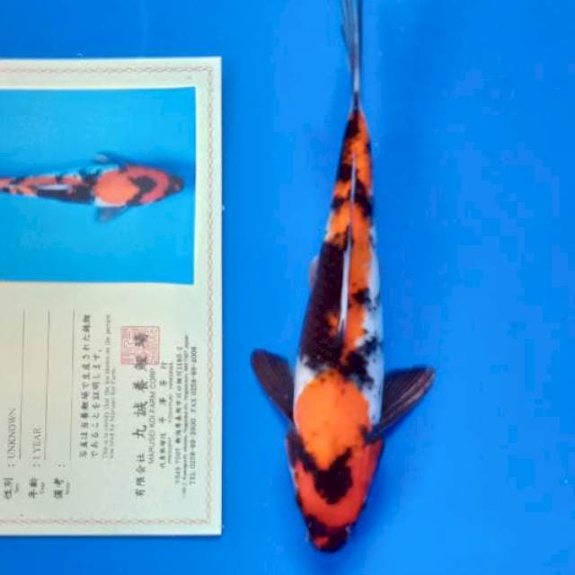 Showa import serty breder