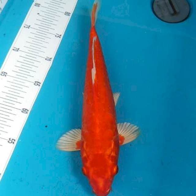 Orenji doitsu hikari
