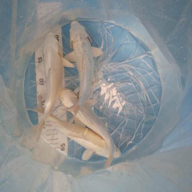 4ekor24-27cm