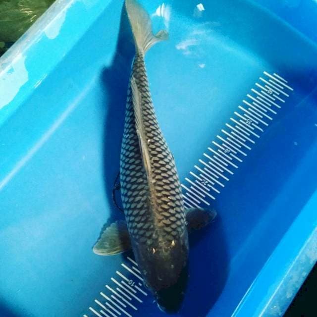 Suragoi 39cm fm
