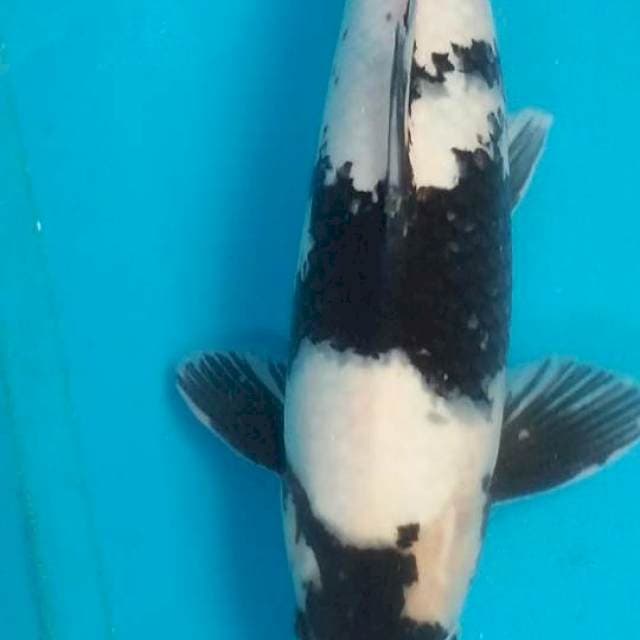 Shiroutsuri 41cm male
