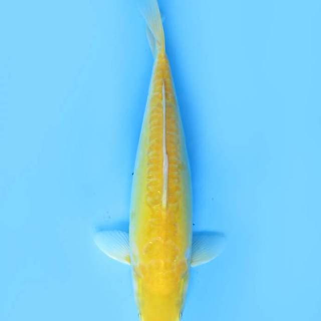 42cm , Karasi Red Eye
