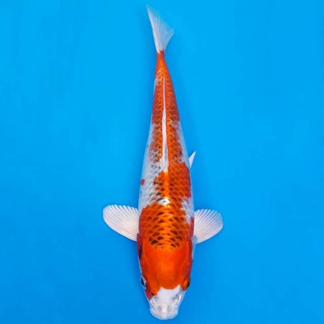 Kaneko kujaku 32cm non serti