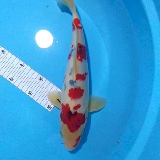 Sanke 35 cm