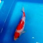 Kohaku special / bulky