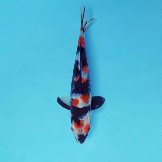 YURA 2 - SHOWA SANSOKU ®