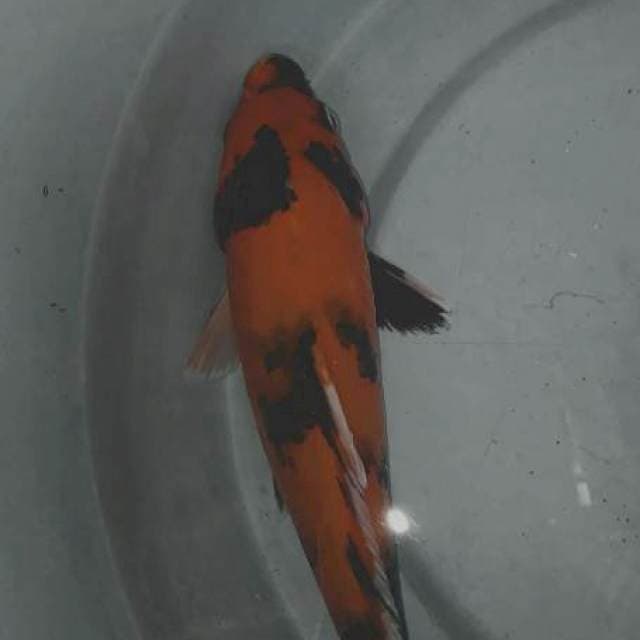 Hi Showa 30 cm