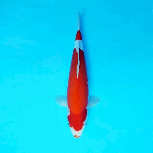YURA 10 - KOHAKU DOITSU ®