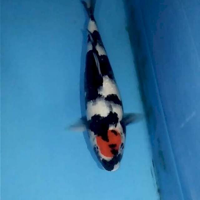 Tancho Showa 37cm