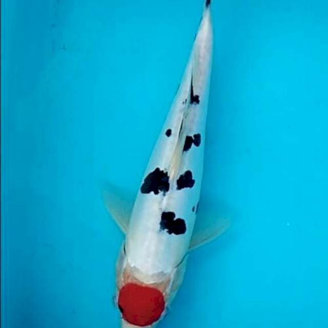 Bidkuyy 3 Red tancho sanke doitsu 30cm