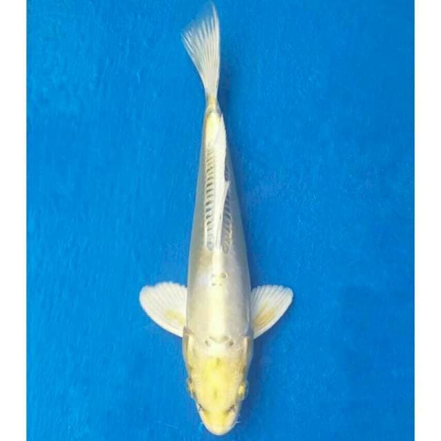 Okawa Lemon