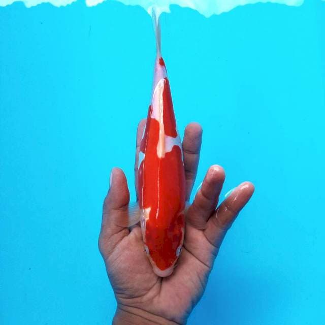 Kohaku Doit # 26cm