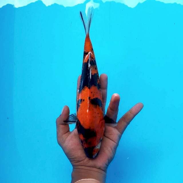 Hi Showa ± 25cm