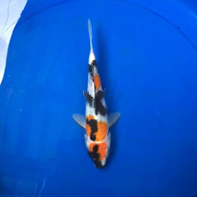 SHOWA 20cm