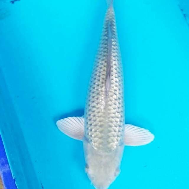 Soragoi gindrin F1 Bulky 45cm