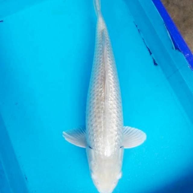 Soragoi gindrin F1 50 cm