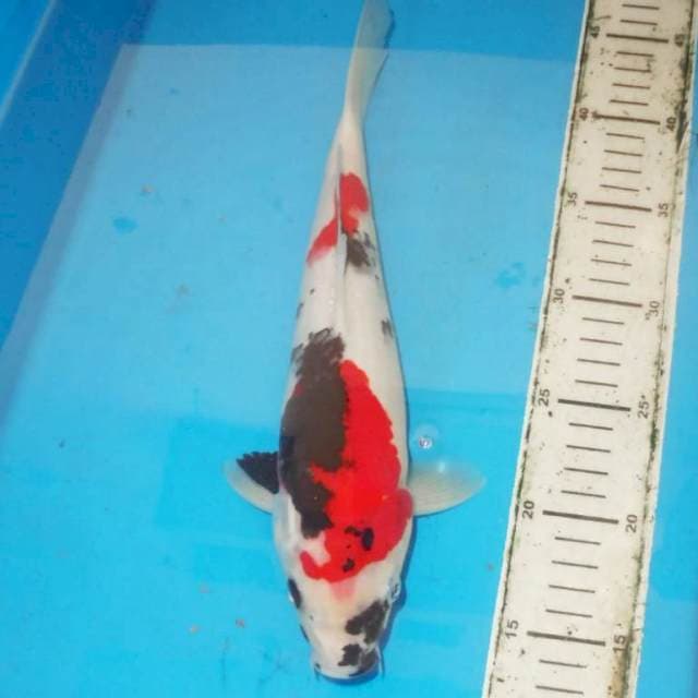 Showa 33cm