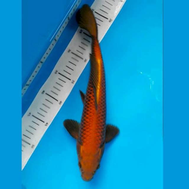 Chagoi tembaga 31 cm