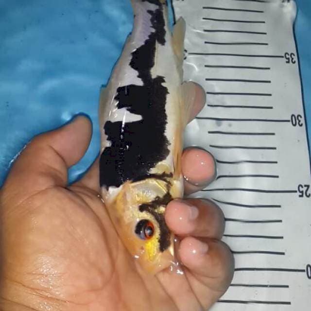 kumon murni 23 cm