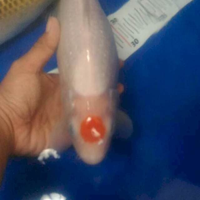 Duo jumbo 38 cm bu 2 ekor