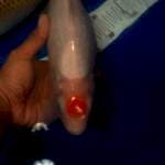 Duo jumbo 38 cm bu 2 ekor