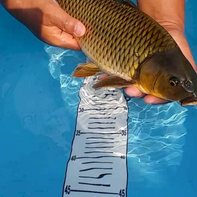 Midori 44cm