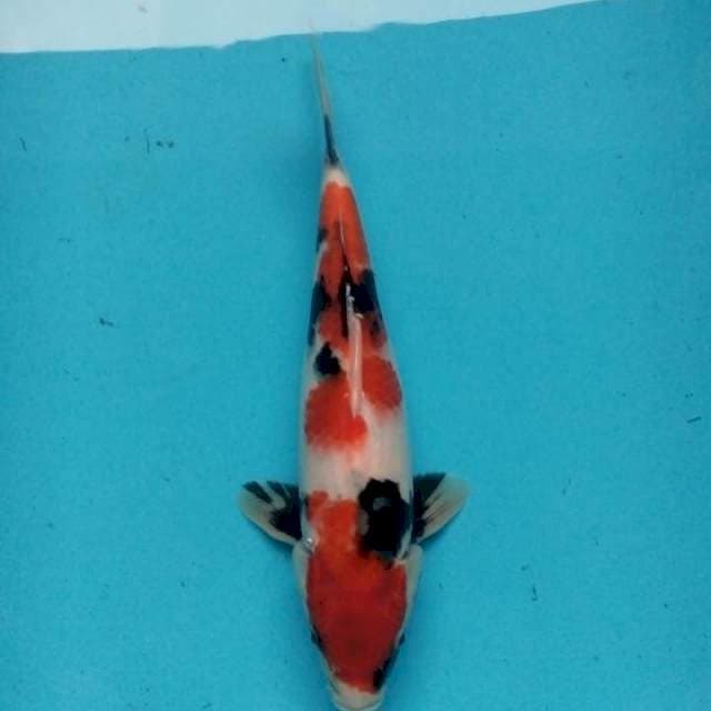 Showa HQ