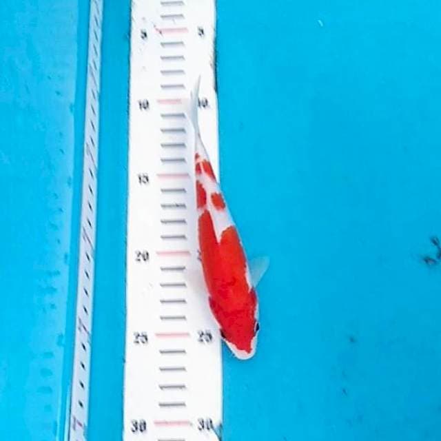 Kohaku