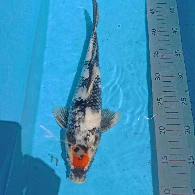 tancho showa 32cm