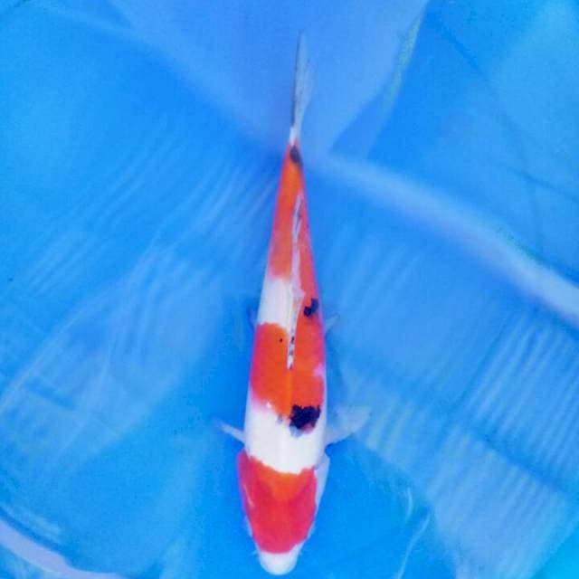 Sanke 30 cm