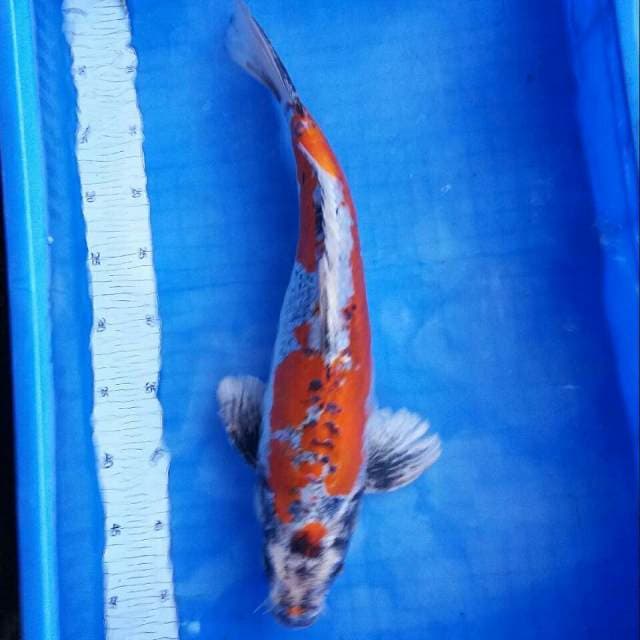 Kiko koi antiks
