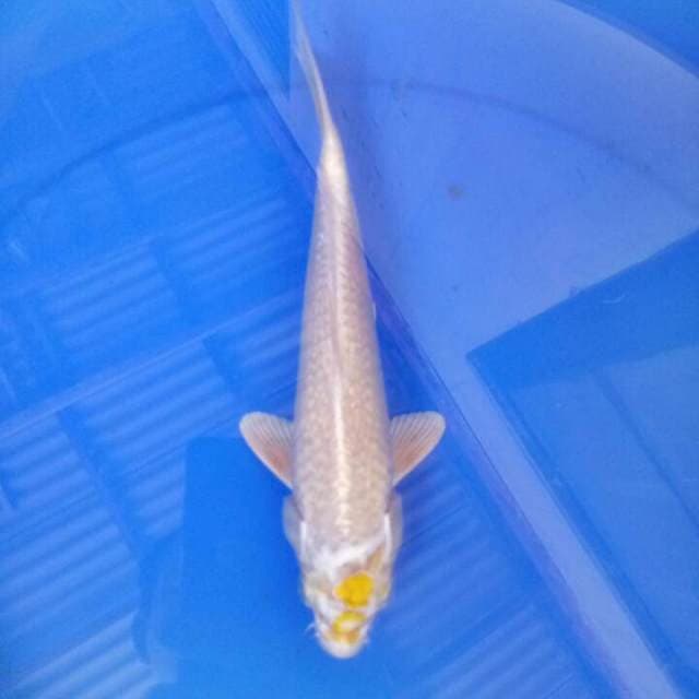 Antik 25 cm