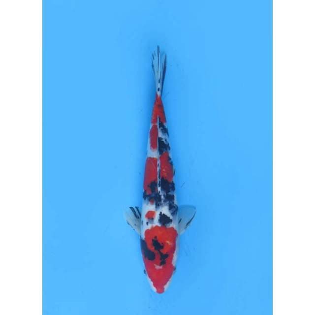 Red Sanke Finish - 32cm