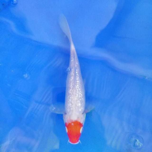 Ginrin 21 cm