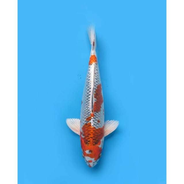 Beni Ginga - 37cm