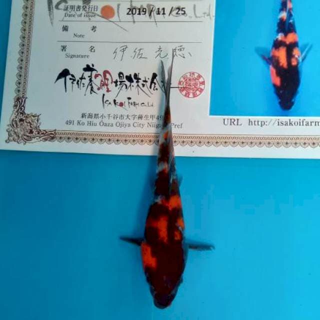 Showa new tosai