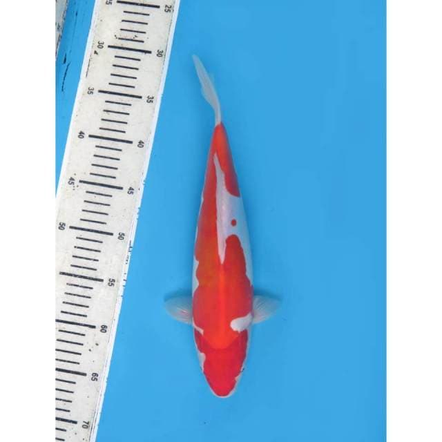 Kohaku Doitsu Murni - 37cm